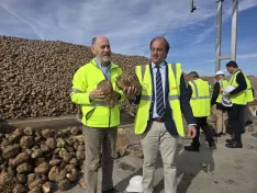 Foto 3 - Castilla y Le&oacute;n concentra m&aacute;s del 76 % de la superficie nacional de remolacha