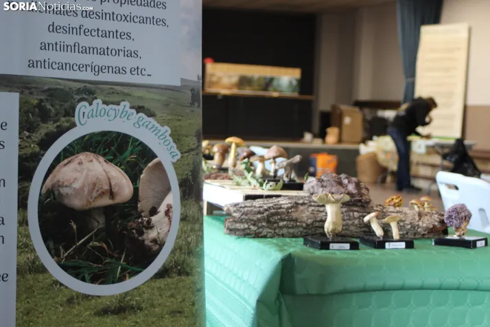 GALER&Iacute;A | Las setas de Pinares toman el Sal&oacute;n de Actos de Duruelo en sus XXII Jornadas Micol&oac