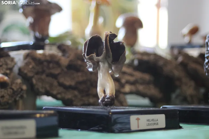 GALER&Iacute;A | Las setas de Pinares toman el Sal&oacute;n de Actos de Duruelo en sus XXII Jornadas Micol&oac