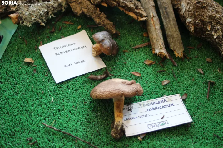 GALER&Iacute;A | Las setas de Pinares toman el Sal&oacute;n de Actos de Duruelo en sus XXII Jornadas Micol&oac