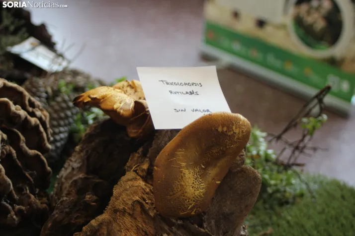 GALER&Iacute;A | Las setas de Pinares toman el Sal&oacute;n de Actos de Duruelo en sus XXII Jornadas Micol&oac