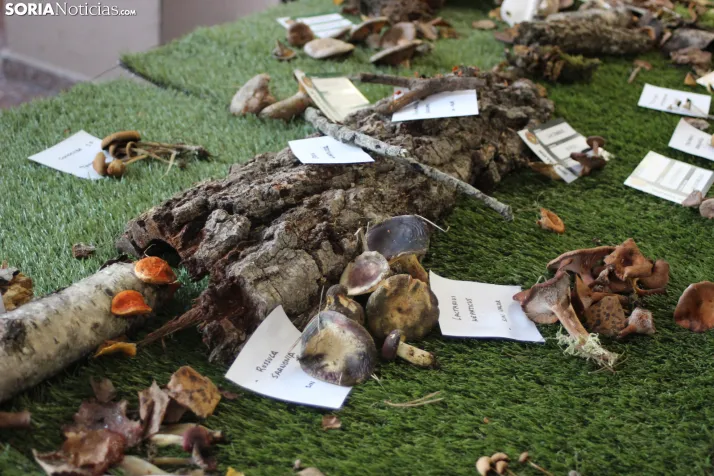 GALER&Iacute;A | Las setas de Pinares toman el Sal&oacute;n de Actos de Duruelo en sus XXII Jornadas Micol&oac
