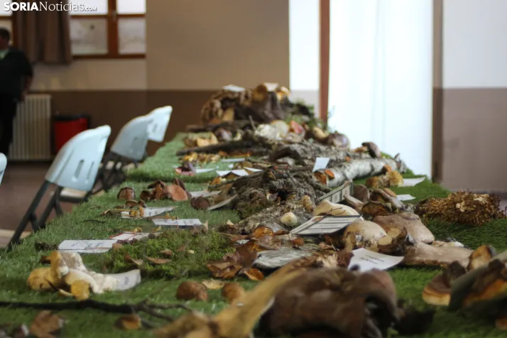 GALER&Iacute;A | Las setas de Pinares toman el Sal&oacute;n de Actos de Duruelo en sus XXII Jornadas Micol&oac