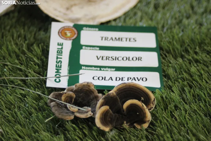 GALER&Iacute;A | Las setas de Pinares toman el Sal&oacute;n de Actos de Duruelo en sus XXII Jornadas Micol&oac