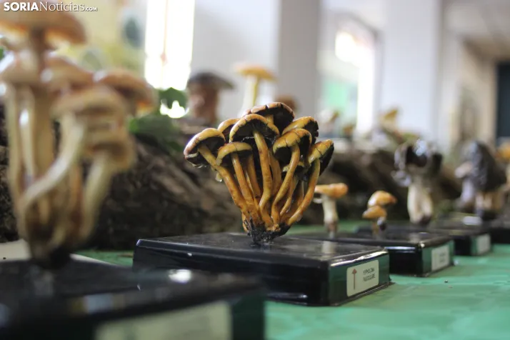 GALER&Iacute;A | Las setas de Pinares toman el Sal&oacute;n de Actos de Duruelo en sus XXII Jornadas Micol&oac