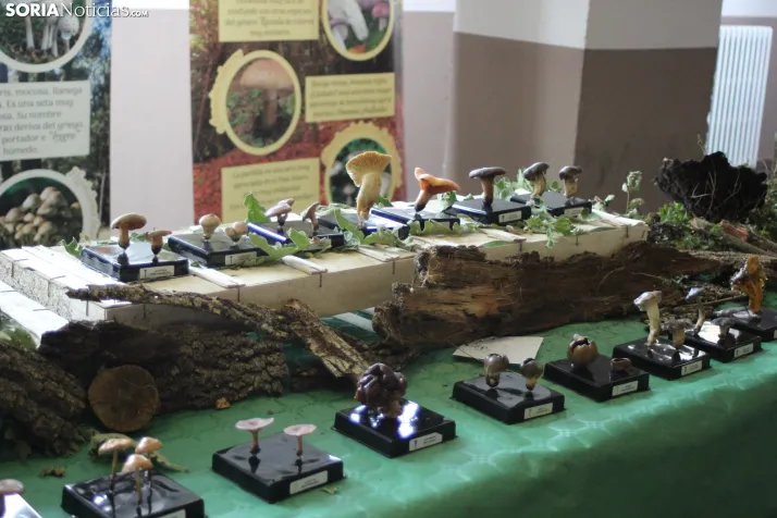 GALER&Iacute;A | Las setas de Pinares toman el Sal&oacute;n de Actos de Duruelo en sus XXII Jornadas Micol&oac