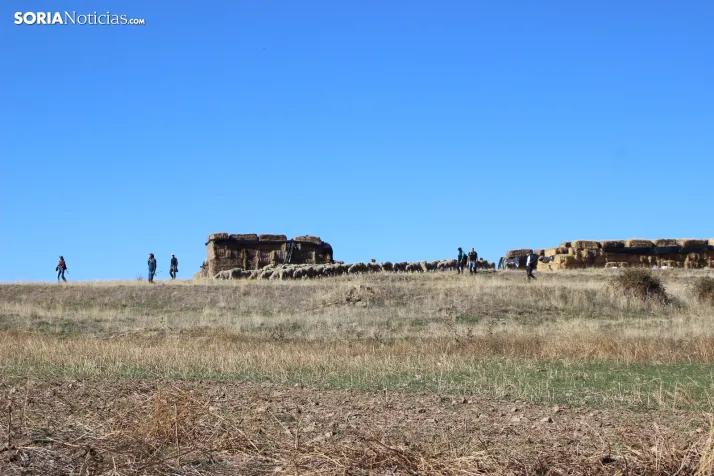 Fotos: Castilfr&iacute;o se despide de m&aacute;s de 50 a&ntilde;os de pastoreo trashumante con una jornada mu