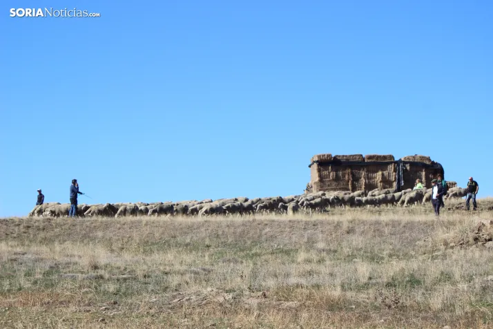 Fotos: Castilfr&iacute;o se despide de m&aacute;s de 50 a&ntilde;os de pastoreo trashumante con una jornada mu
