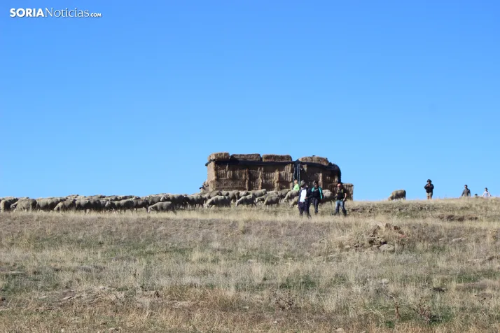 Fotos: Castilfr&iacute;o se despide de m&aacute;s de 50 a&ntilde;os de pastoreo trashumante con una jornada mu