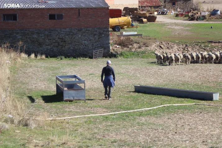 Fotos: Castilfr&iacute;o se despide de m&aacute;s de 50 a&ntilde;os de pastoreo trashumante con una jornada mu