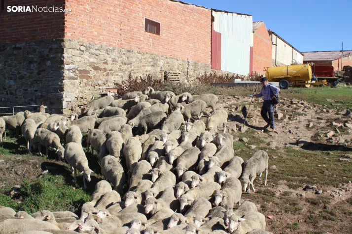 Fotos: Castilfr&iacute;o se despide de m&aacute;s de 50 a&ntilde;os de pastoreo trashumante con una jornada mu