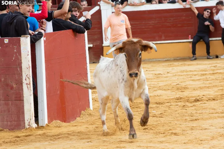 Vaquillas San Saturio 2026