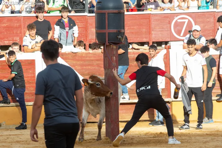 Vaquillas San Saturio 2026