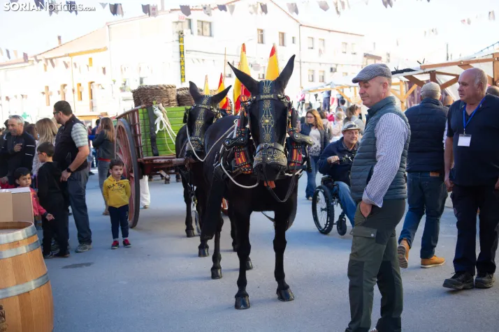 XXVIII Jornadas de la Vendimia Langa de Duero
