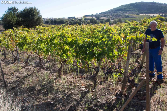 XXVIII Jornadas de la Vendimia Langa de Duero