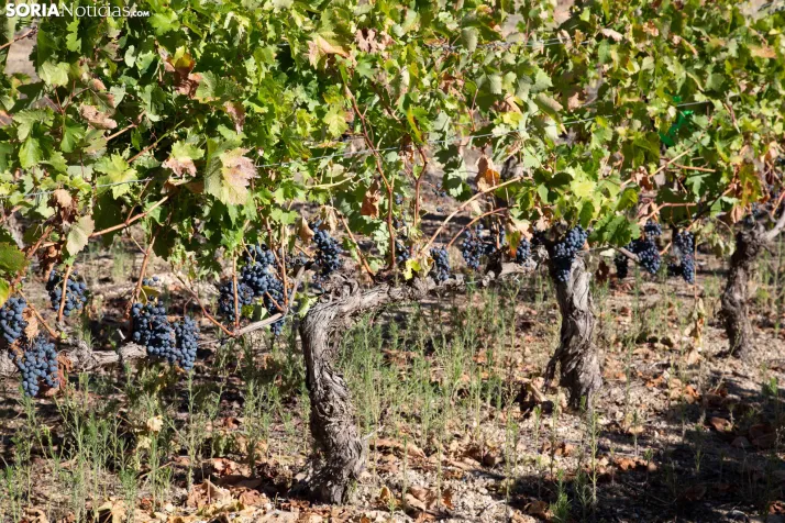 XXVIII Jornadas de la Vendimia Langa de Duero