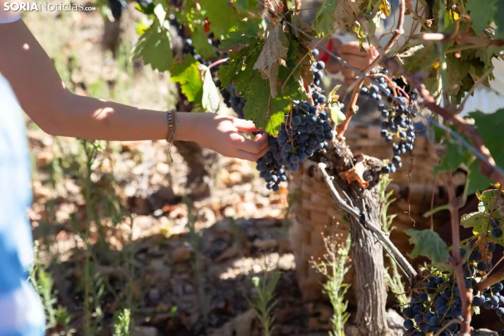 XXVIII Jornadas de la Vendimia Langa de Duero