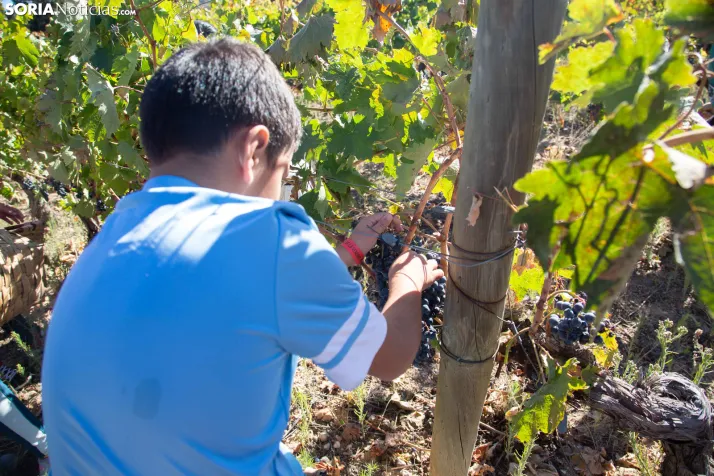XXVIII Jornadas de la Vendimia Langa de Duero