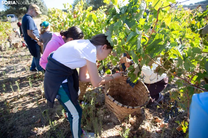 XXVIII Jornadas de la Vendimia Langa de Duero