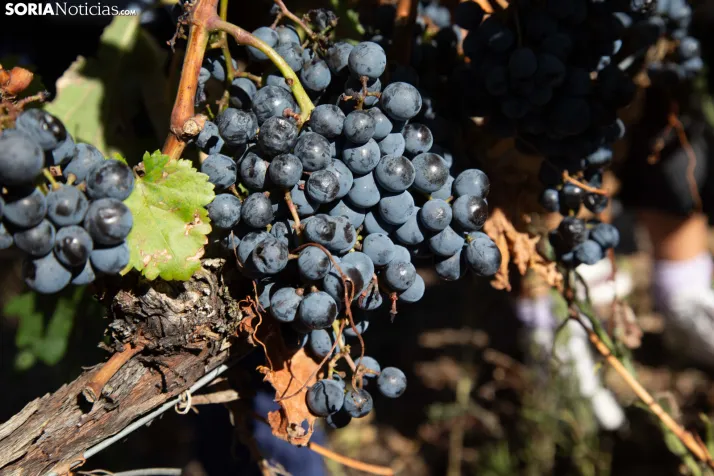 XXVIII Jornadas de la Vendimia Langa de Duero