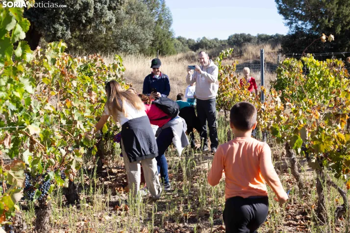 XXVIII Jornadas de la Vendimia Langa de Duero