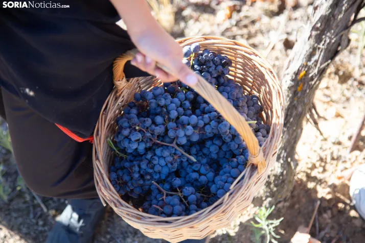 XXVIII Jornadas de la Vendimia Langa de Duero