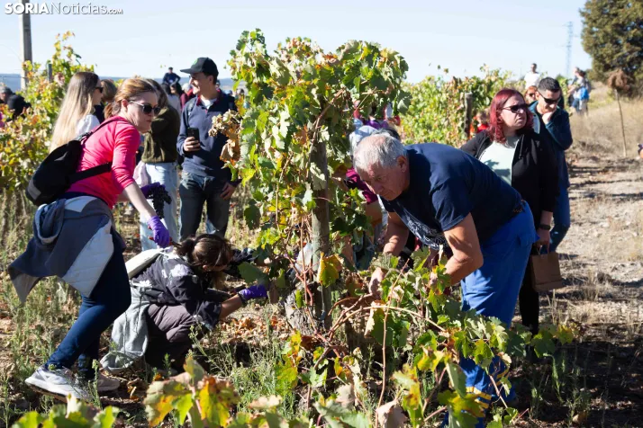 XXVIII Jornadas de la Vendimia Langa de Duero