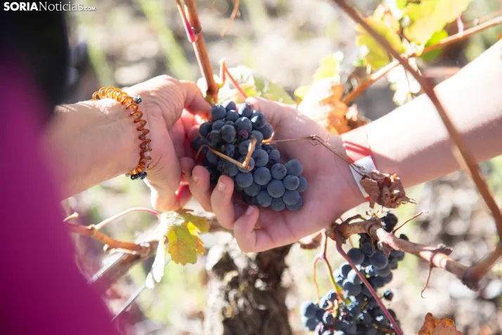 XXVIII Jornadas de la Vendimia Langa de Duero