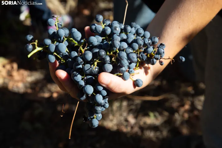 XXVIII Jornadas de la Vendimia Langa de Duero