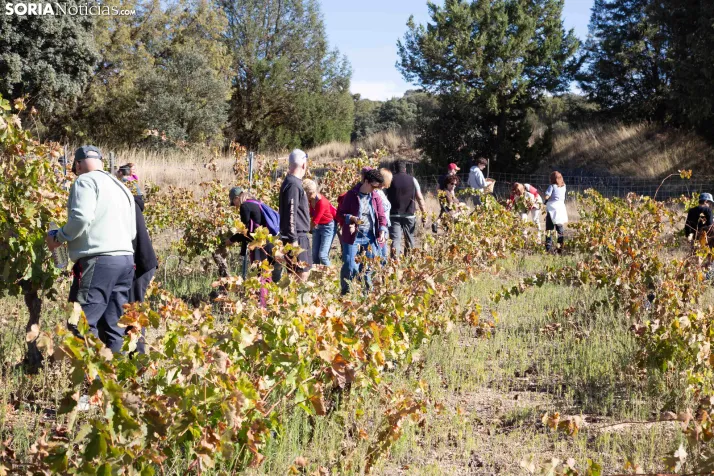 XXVIII Jornadas de la Vendimia Langa de Duero