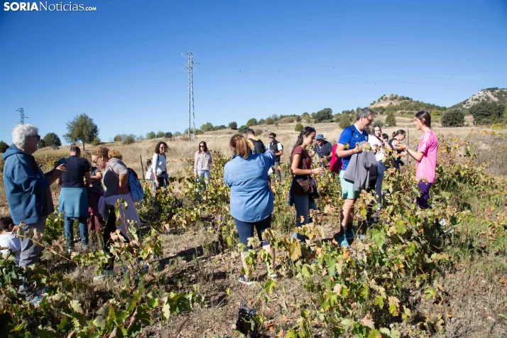 XXVIII Jornadas de la Vendimia Langa de Duero