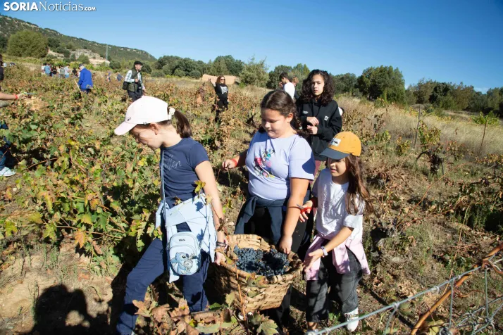 XXVIII Jornadas de la Vendimia Langa de Duero