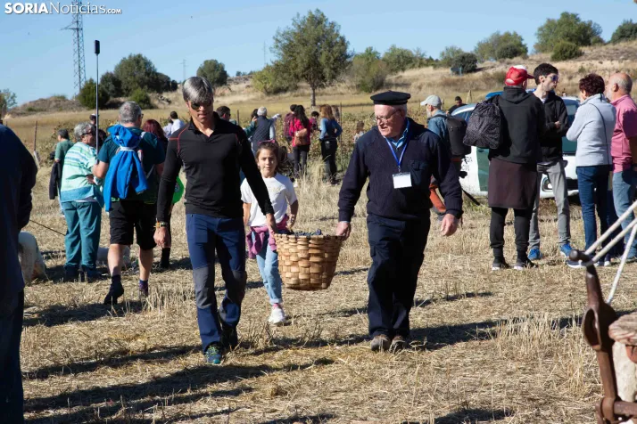 XXVIII Jornadas de la Vendimia Langa de Duero