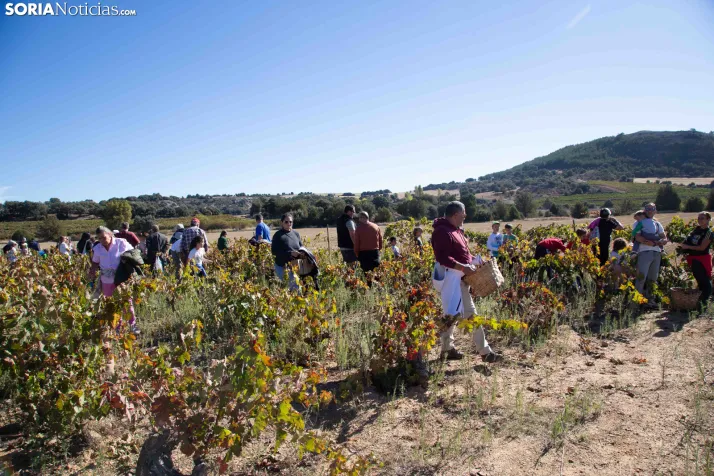 XXVIII Jornadas de la Vendimia Langa de Duero