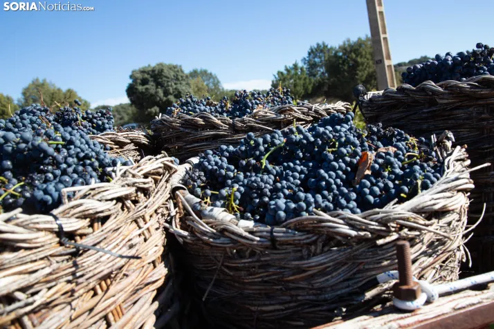 XXVIII Jornadas de la Vendimia Langa de Duero