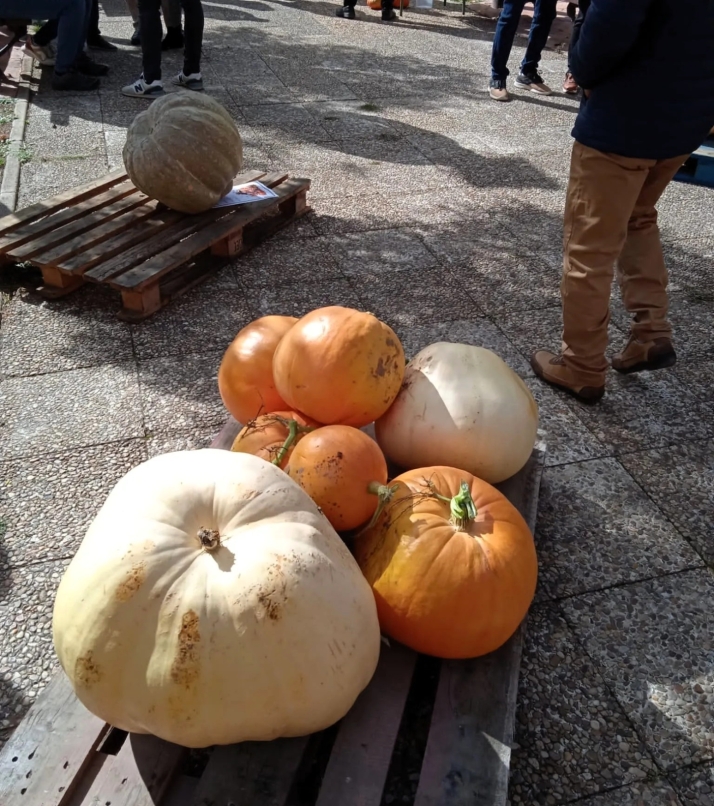 Cómo vaciar y tallar una calabaza de Halloween en cinco pasos