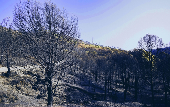 Mirar bajo la tierra quemada: hongos y bacterias guían la recuperación de los montes en Castilla y León