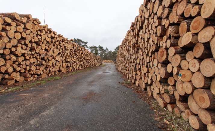 Los montes públicos produjeron más de 13 millones en 2025