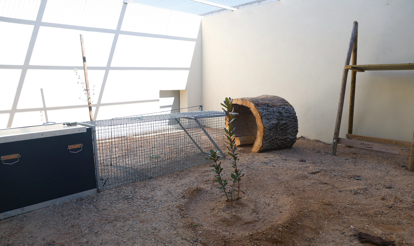 Medio millón para blindar la salud del lince en la Castilla y León