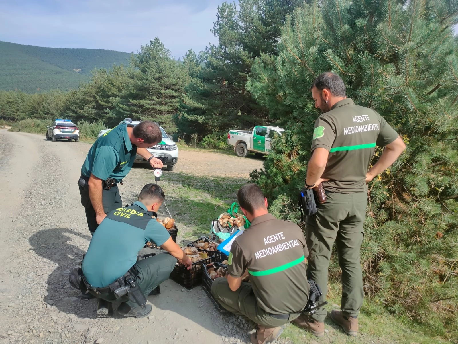 Primeros decomisos de setas en Soria: 14 denuncias y casi 300 kilos