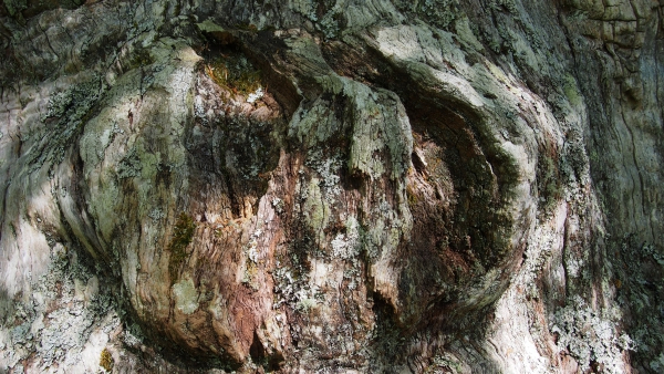 Cinco bosques m&aacute;gicos que visitar en Castilla y Le&oacute;n  | Imagen 2