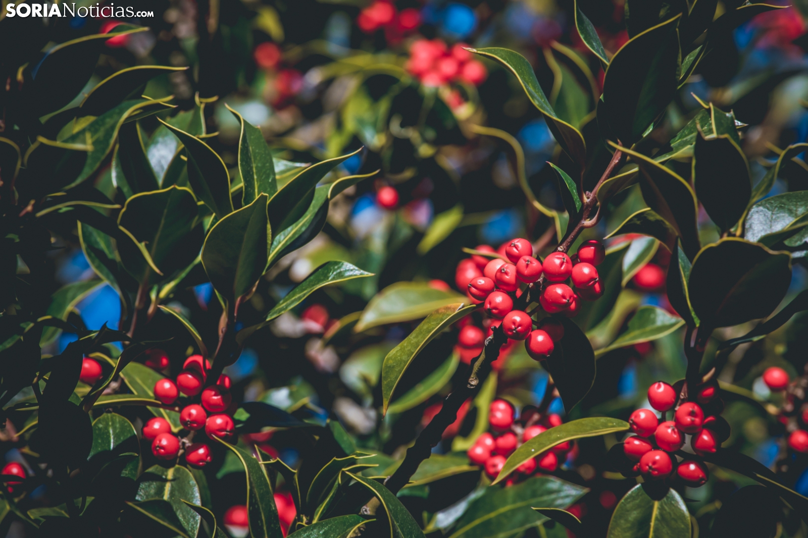 acebal carag&uuml;eta