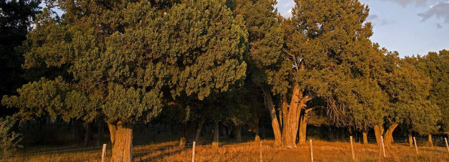 sabinar calata&ntilde;azor