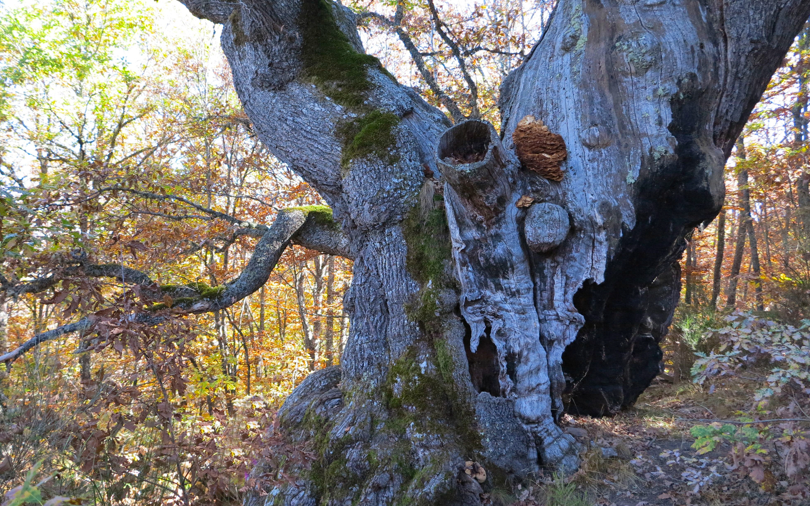 Cinco bosques m&aacute;gicos que visitar en Castilla y Le&oacute;n  | Imagen 5