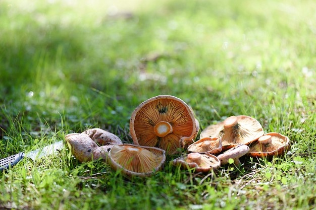boletus