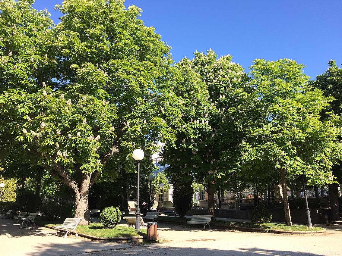 Casta&ntilde;o de indias