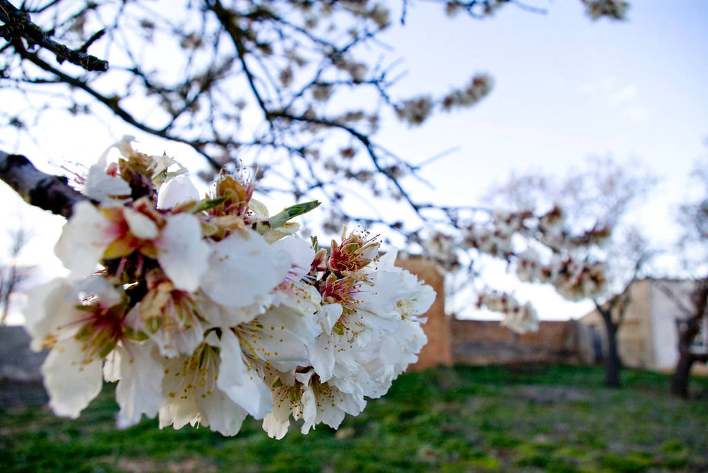 Almendro en Almaz&aacute;n. Fuente: Flickr