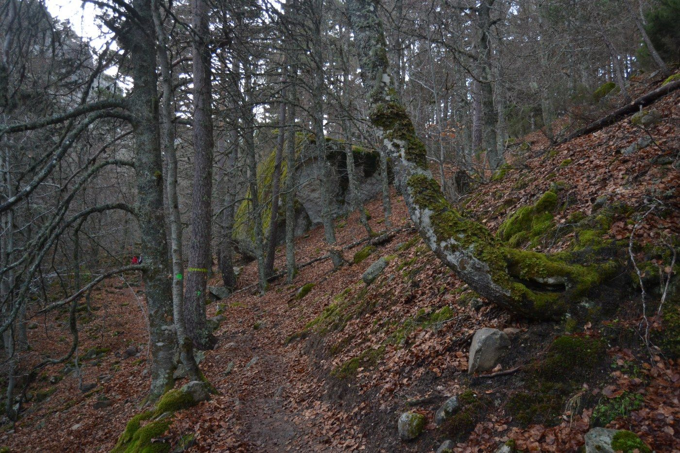 Cinco bosques que visitar en Soria en el D&iacute;a Internacional de los Bosques | Imagen 4