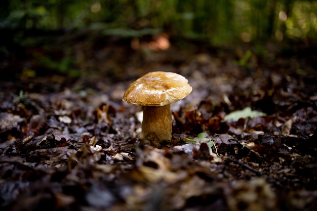 boletus