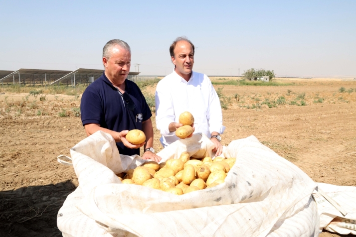 Producir un kilo de patata en la provincia cuesta 0,183 euros  | Imagen 1